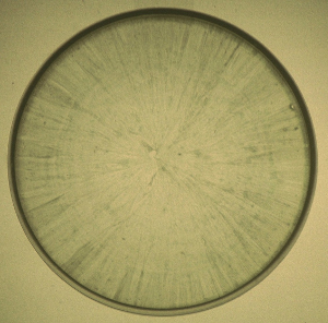Petri Dialitica